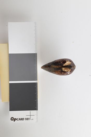 Media type: image;   Malacology 5111 Description: dry;  Aspect: CJD_2